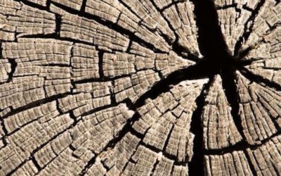 LISEZ-MOI ÇA! • «Coupe sombre» d’Oscar Peer