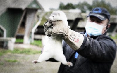 DANEMARK • Le sacrifice des visons n’aura pas été totalement vain