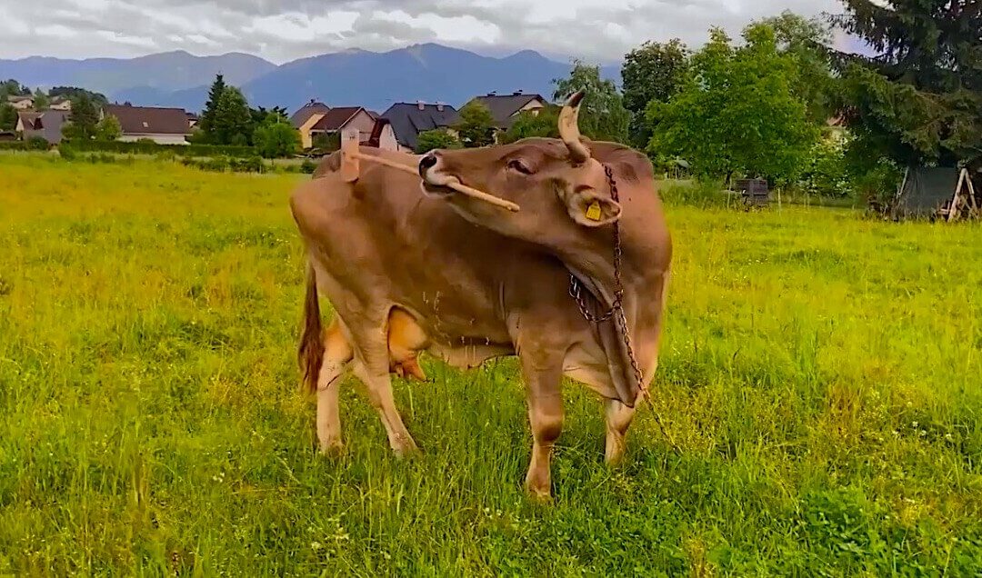 MARQUE-PAGES • La semaine du 18 au 24 janvier 2026